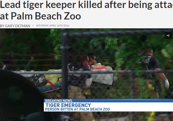 【海外発！Breaking News】トラ急襲で女性飼育員が失血死　フロリダ州「パームビーチ動物園」で