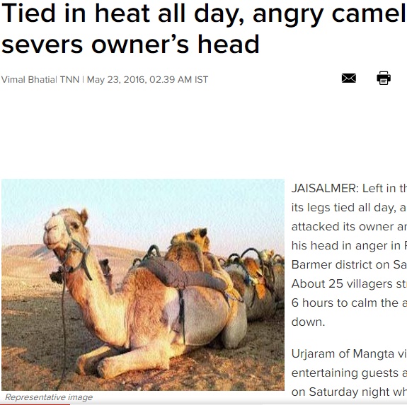 ラクダ、飼い主の頭を食いちぎる（出典：http://timesofindia.indiatimes.com）