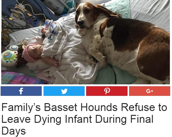 【海外発！Breaking News】赤ちゃんの最期まで寄り添った2頭の飼い犬（米）