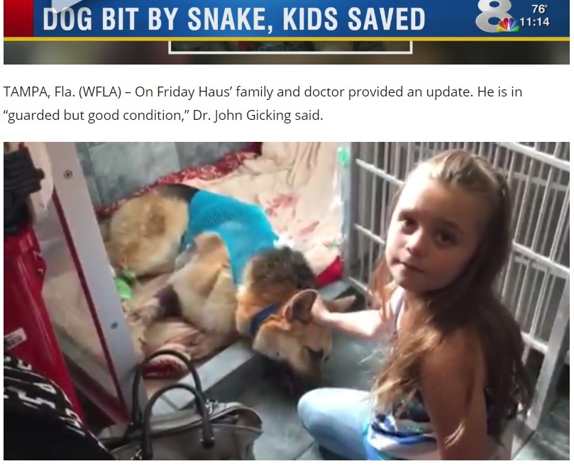 【海外発！Breaking News】毒蛇から7歳女児を守った犬　自ら噛まれつつも（米）