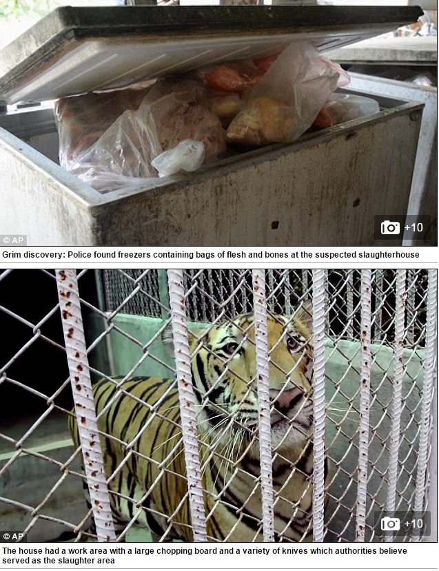 【海外発！Breaking News】動物虐待の場と化した寺院　トラへの虐待　食用として出荷も（タイ）