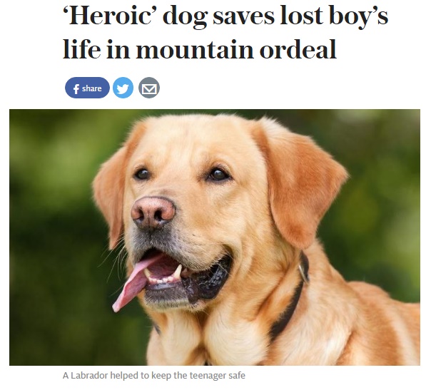 【海外発！Breaking News】「ラブラドール犬が助けてくれた」　メキシコの岩山で遭難も44時間生き抜いた少年