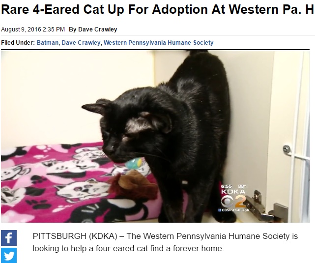 ピッツバーグで耳が4つある猫の里親探し（出典：http://pittsburgh.cbslocal.com）