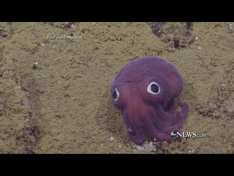 【海外発！Breaking News】深海約900メートルで撮影された紫色のイカの目力がすごい！（米）＜動画あり＞