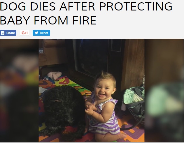 8か月の乳児を炎から守った飼い犬（出典：http://abc13.com）