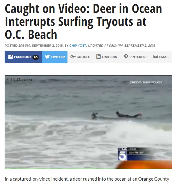 【海外発！Breaking News】サーファー仰天　南カリフォルニアのビーチでシカが泳ぐ！
