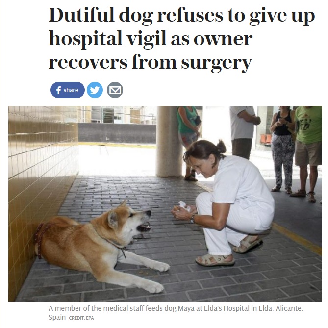 【海外発！Breaking News】入院中の飼い主を病院の外で待ち続ける秋田犬に称賛の嵐（スペイン）