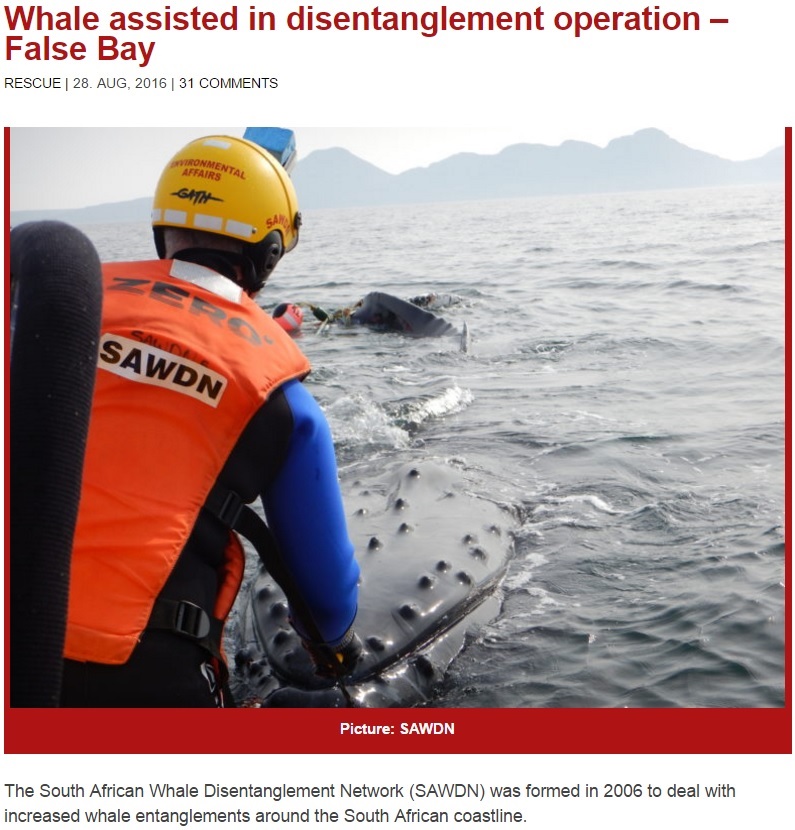 【海外発！Breaking News】ロープに絡まっていたクジラ、救助隊に助けられ“感謝”の行動に（南ア）