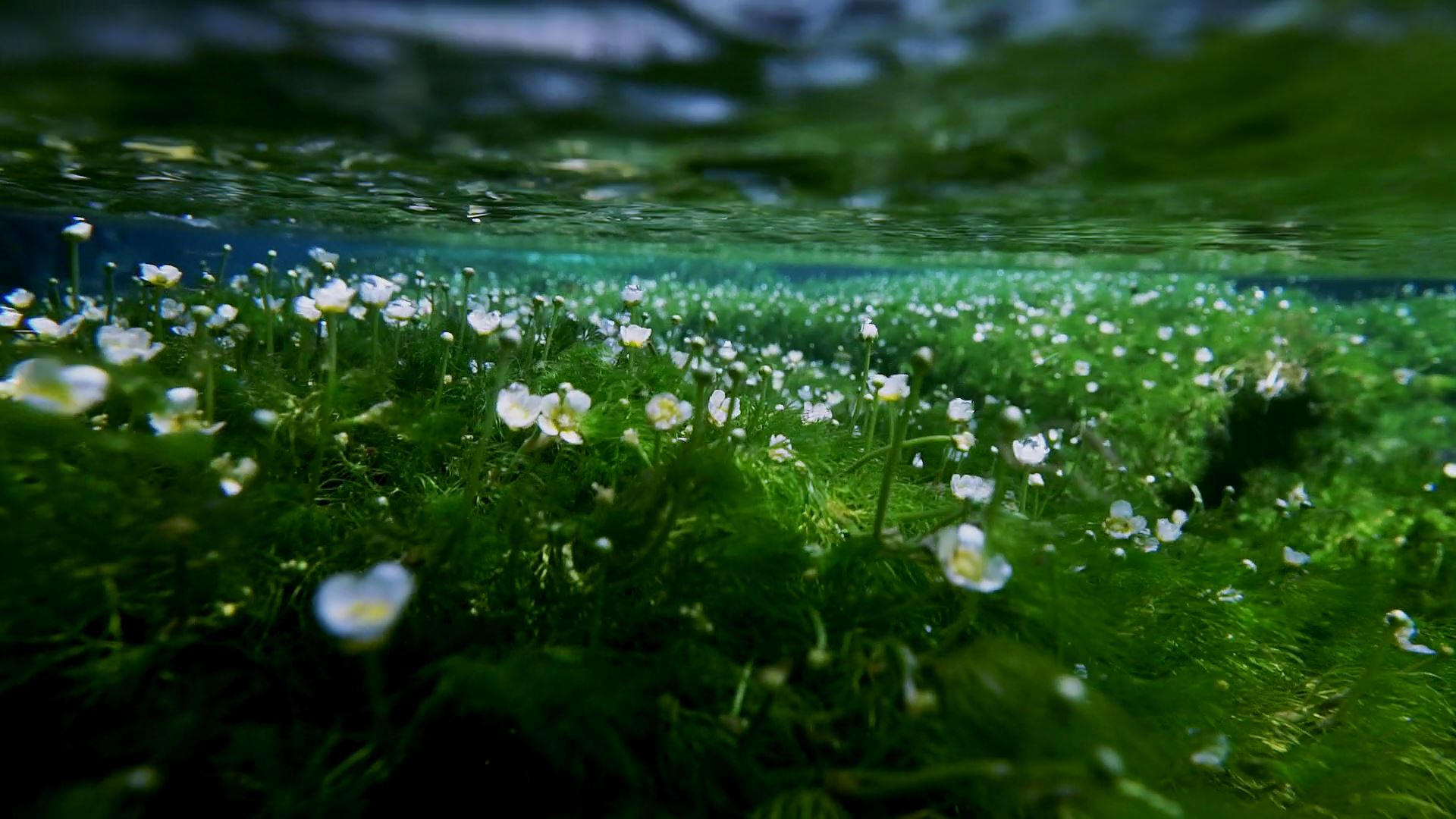 梅花藻（バイカモ）が水中でゆらゆらと揺れる