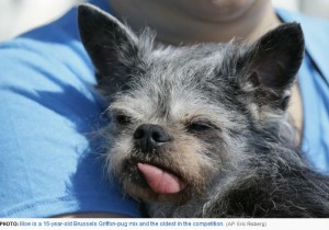 第2位に選ばれた16歳の“モウ”（画像は『ABC　2017年6月24日付「World's Ugliest Dog Contest: Droopy-jowled mastiff takes out top prize」（AP: Eric Risberg）』のスクリーンショット）