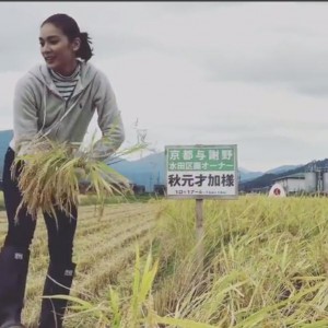 鎌で稲を刈る秋元才加（画像は『秋元才加　2017年9月5日付Instagram「京都与謝野で稲刈りして来ました。」』のスクリーンショット）