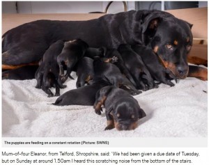 15匹の仔犬を出産したジェシー（画像は『Metro 2017年10月22日付「Rottweiler gives birth to one of Britain’s largest litters with 15 adorable puppies」（Picture: SWNS）』のスクリーンショット）
