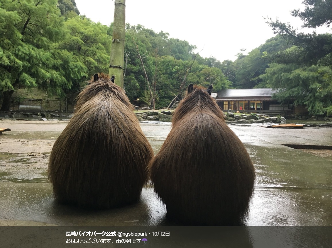 雨を見つめる2頭のカピバラ（画像は『長崎バイオパーク公式　2017年10月2日付Twitter「おはようございます、雨の朝です」』のスクリーンショット）