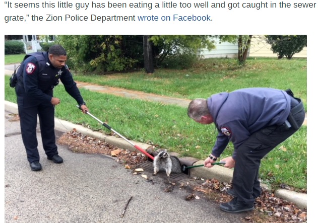 アライグマを救出する職員（画像は『NBC Chicago　2017年11月3日付 Raccoon Eats Too Much, Gets Stuck in Sewer Grate: Police（Photo credit: Zion Police Department）』のスクリーンショット）