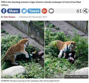 シベリアトラに襲われる女性（画像は『Daily Star　2017年11月6日付「Huge tiger called Typhoon pins down and mauls zookeeper as she screams on the floor」（EAST 2 WEST NEWS/WILL STEWART）』のスクリーンショット）