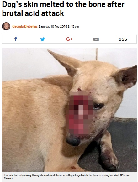 心無い人間に酸攻撃を受けた犬（画像は『Metro　2018年2月10日付「Dog’s skin melted to the bone after brutal acid attack（Picture: Caters）』のスクリーンショット）