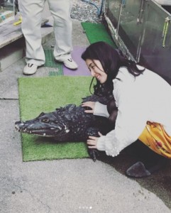 「ワニちゃん」を撫でる橋本マナミ（画像は『橋本マナミ　2018年3月13日付Instagram「本物です。こたつに入っててかわいい」』のスクリーンショット）