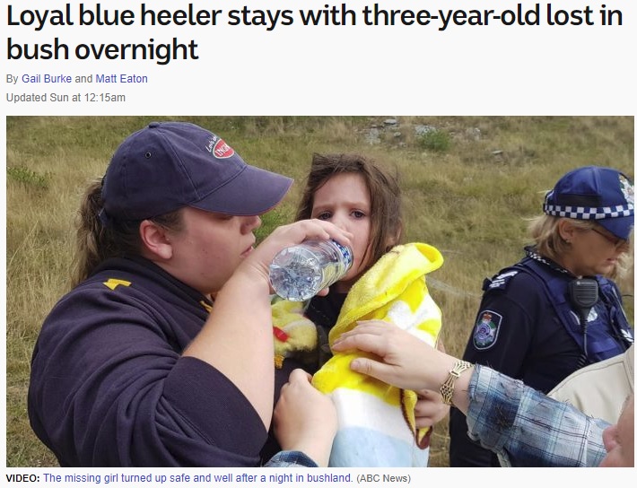 16時間におよぶ捜索後、無事発見されたオーロラちゃん（画像は『ABC News　2018年4月21日付「Loyal blue heeler stays with three-year-old lost in bush overnight」』のスクリーンショット）