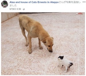 仔猫の“ジュニア”と初対面するアミラ（画像は『Alaa and house of Cats Ernesto in Aleppo　2018年5月9日付Facebook』のスクリーンショット）