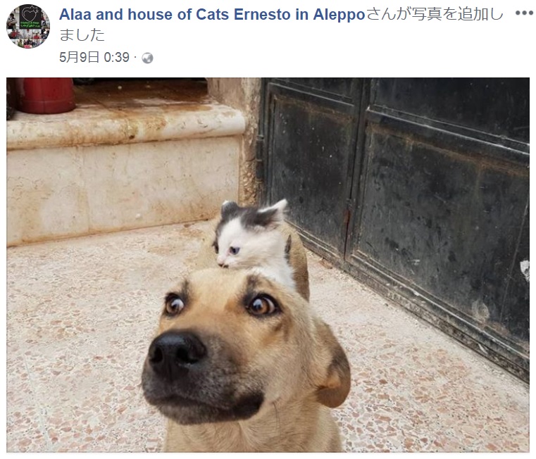初対面ですっかり意気投合した2匹（画像は『Alaa and house of Cats Ernesto in Aleppo　2018年5月9日付Facebook』のスクリーンショット）