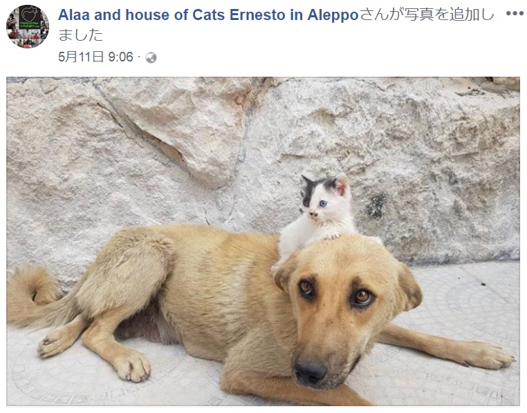 アミラにとっては仔猫の“ジュニア”が癒しに…（画像は『Alaa and house of Cats Ernesto in Aleppo　2018年5月11日付Facebook』のスクリーンショット）