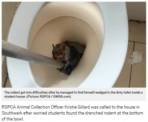 トイレに落ちてしまったリス（画像は『Metro　2018年5月16日付「Poor squirrel had to be rescued after getting stuck in student toilet」（Picture: RSPCA / SWNS.com）』のスクリーンショット）