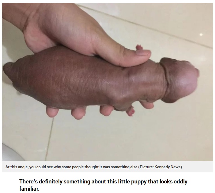 Facebook側で削除された写真（画像は『Metro　2018年5月11日付「Picture of puppy looks so much like a penis Facebook had to ban it」（Picture: Kennedy News）』のスクリーンショット）