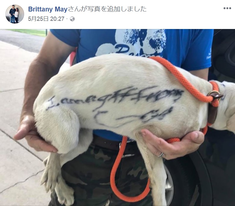 頭や体に落書きされた生後5か月の仔犬（画像は『Brittany May　2018年5月25日付Facebook』のスクリーンショット）