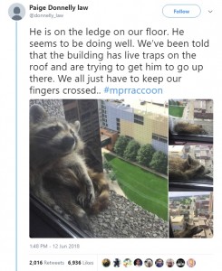 23階の窓から撮影されたアライグマ（画像は『Paige Donnelly law　2018年6月12日付Twitter「He is on the ledge on our floor. 」』のスクリーンショット）