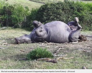 たった1cmの角のために殺されたサイ（（画像は『Metro　2018年7月1日付「White rhino killed for 1cm horn despite vets removing most of it to protect her」（Picture: Ayesha Cantor/Caters）』のスクリーンショット）