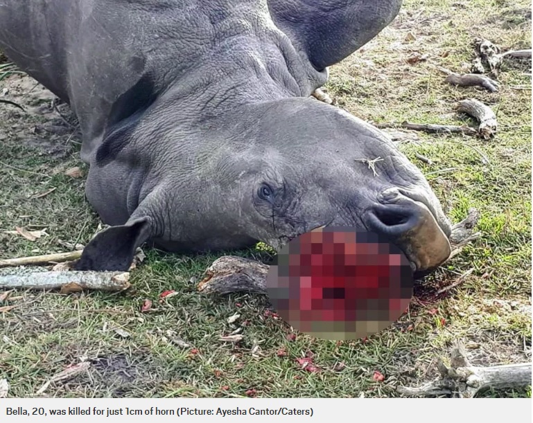 角を切られて殺害されたサイ（画像は『Metro　2018年7月1日付「White rhino killed for 1cm horn despite vets removing most of it to protect her」（Picture: Ayesha Cantor/Caters）』のスクリーンショット）