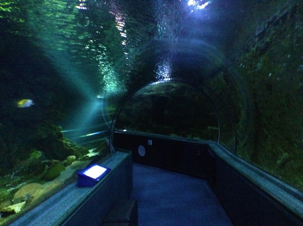 105m続く水槽のトンネルが見どころのアンダーウォーターワールド