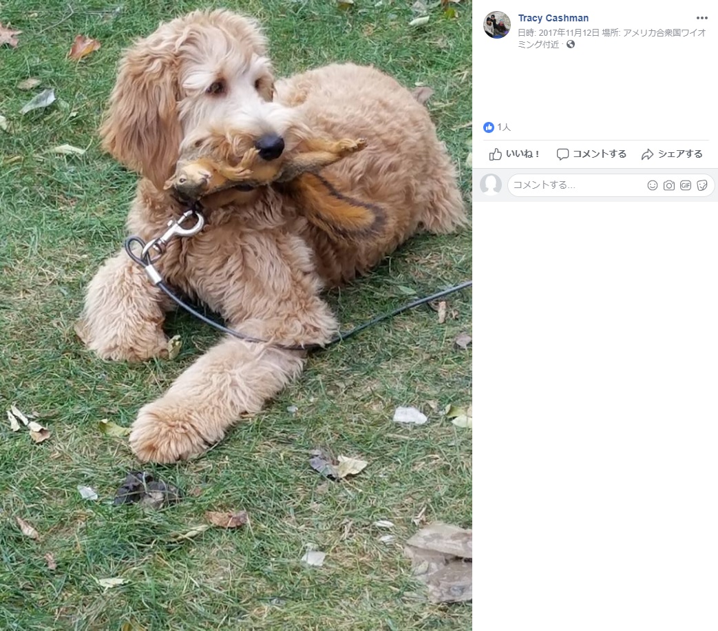 トレイシーさんが飼っていた愛犬（画像は『Tracy Cashman　2017年11月12日付Facebook』のスクリーンショット）