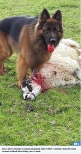 羊に襲いかかったクラウディア・シファーの飼い犬（画像は『The Sun　2018年12月2日付「BLOOD ON HIS PAWS Cops find Claudia Schiffer’s dog covered in blood after he kills a pregnant sheep and mauls two more」』のスクリーンショット）