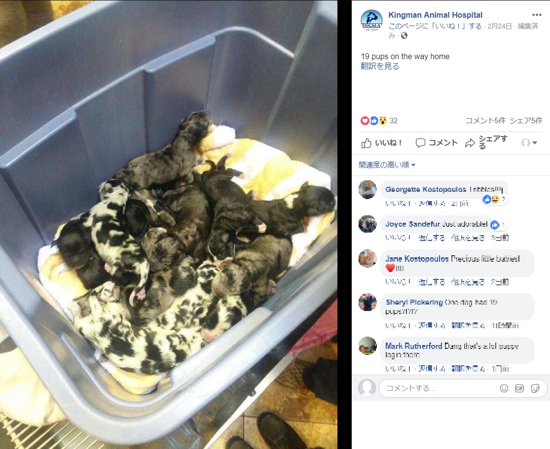 元気に生まれたグレート・デーンの19匹の仔犬（画像は『Kingman Animal Hospital　2019年2月23日付Facebook「19 pups on the way home」』のスクリーンショット）