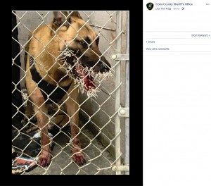 針毛が顔に突き刺さり痛々しい警察犬“オーディン”（画像は『Coos County Sheriff’s Office　2019年4月22日付Facebook』のスクリーンショット）