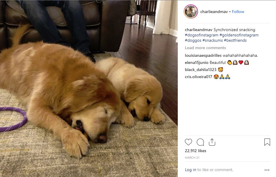 一緒におやつを食べるチャーリーとマーベリック（画像は『Charlie And Maverick　2019年3月21日付Instagram「Synchronized snacking」』のスクリーンショット）
