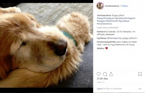 眠るのも一緒のチャーリーとマーベリック（画像は『Charlie And Maverick　2019年3月21日付Instagram「Puppy pillow」』のスクリーンショット）