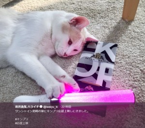 サンシャイン池崎の愛猫もピンクのペンライトに興味津々（画像は『岩井勇気 ハライチ　2019年4月22日付Twitter「サンシャイン池崎の家にキンプリ応援上映しにきました。」』のスクリーンショット）