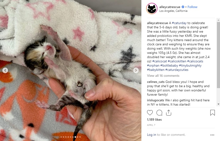 へその緒がついたままの仔猫（画像は『Alley Cat Rescue　2019年4月7日付Instagram「A ＃caturday to celebrate that the 5-6 days old, baby is doing great!」』のスクリーンショット）