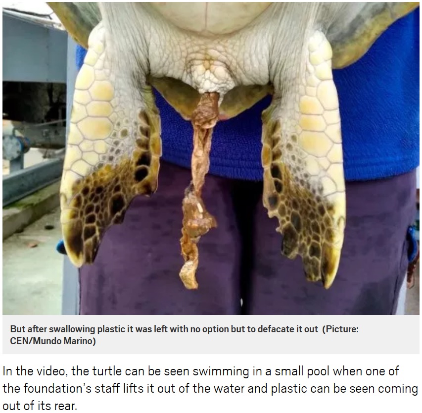 プラスチックを排泄するカメ（画像は『Metro　2019年5月13日付「Turtle poos plastic after swimming in ocean filled with rubbish」（Picture: CEN/Mundo Marino）』のスクリーンショット）