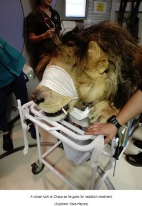 鼻にがんができてしまったオスライオン“ケイオス”（画像は『News24　2019年5月7日付「PICS: Lion, named Chaos, goes for his first radiation session for skin cancer at Tshwane clinic」（Supplied: Kara Heynis）』のスクリーンショット）