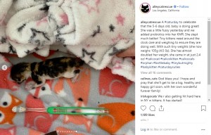 歯ブラシよりも小さかった仔猫のプディング（画像は『Alley Cat Rescue　2019年4月7日付Instagram「A ＃caturday to celebrate that the 5-6 days old, baby is doing great!」』のスクリーンショット）