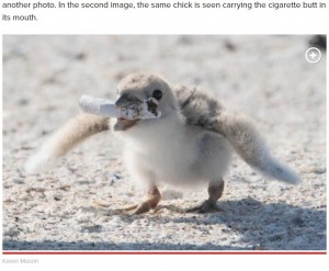 タバコの吸い殻をくわえるひな鳥（画像は『New York Post　2019年6月28日付「Bird in Florida spotted feeding baby chick cigarette butt」（Karen Mason）』のスクリーンショット）