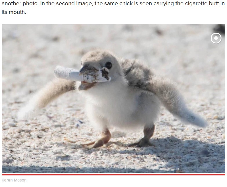 タバコの吸い殻をくわえるひな鳥（画像は『New York Post　2019年6月28日付「Bird in Florida spotted feeding baby chick cigarette butt」（Karen Mason）』のスクリーンショット）
