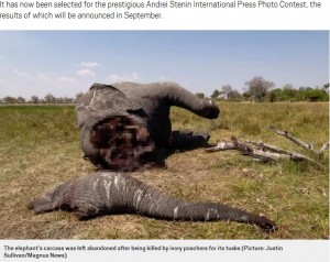 密猟者によって放置されたゾウ（画像は『Metro　2019年7月19日付「Brutal image shows elephant with trunk and tusks cut off」（Picture: Justin Sullivan/Magnus News）』のスクリーンショット）