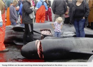 捕獲したクジラを見に幼い子も集まる（画像は『Mirror　2019年8月5日付「Horror scenes as 23 whales are butchered turning the sea red in Faroe Islands」（Image: Sea Shepherd UK/Triangle News）』のスクリーンショット）