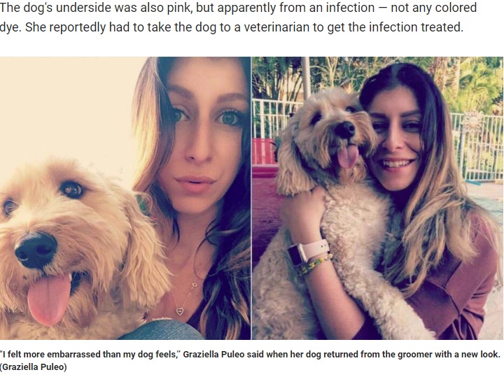 サロンに行く前のローラ（画像は『Fox News　2019年8月18日付「Florida woman claims dog returned from the groomer with neon green eyebrows, pink ears」（Graziella Puleo）』のスクリーンショット）