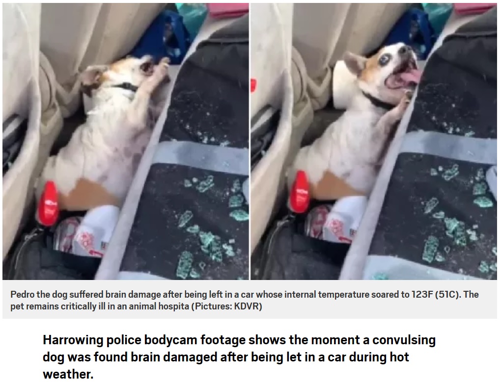 車内で痙攣を起こし苦しむ‟ペドロ”（画像は『Metro　2019年8月7日付「Moment convulsing dog was found brain-damaged after being left in hot car in blistering heat」（Pictures: KDVR）』のスクリーンショット）