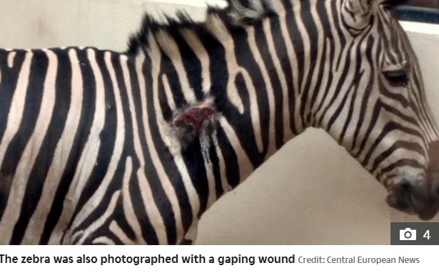 首に傷があるものの、そのままの状態のシマウマ（画像は『The Sun　2019年9月24日付「ZOO SHAME Heartbreaking video shows ‘starving’ and injured zebra ‘forced to eat its own poo’ at the world’s worst zoo」（Credit: Central European News）』のスクリーンショット）